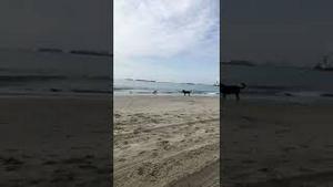 陪狗狗在dog beach玩耍。