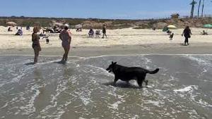 长滩dog beach，狗狗的最爱。2022.06.30