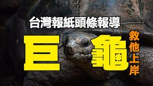 🔥🔥台湾报纸头条报导：船难唯一生还者，被500多斤巨龟救上岸❗轰动一时❗