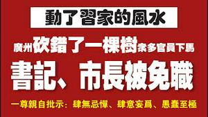 【动了习家的风水】砍错了一棵树，广州市委书记、市长被免职。2021.12.17NO1052