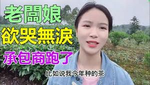 A中国物价飞涨，承包商跑路了，老板娘欲哭无泪，橘子烂在树上卖不掉，农民压力巨大！