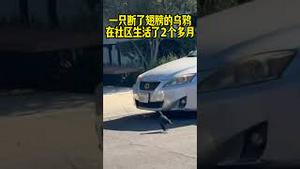 一只断了翅膀的乌鸦在社区生活了2个多月了