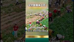 村民强挖土豆！农夫哭诉无门 警察说人太多抓不了？法不责众这样用吗？