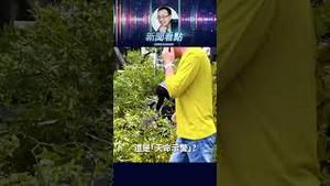 北京潭柘寺千年古树断裂砸伤游客：安全隐患还是天命示警？ #中共