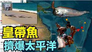 【大地震标志！深海皇带鱼 频现太平洋水域】墨西哥 加州 菲律宾 台湾 日本 ⋯ 到处都是：索罗门与台湾刚刚地震（03/06/26）#皇带鱼 #大地震 #trump